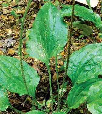 Herb to Know: Plantain